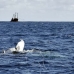 whale_humpback_v_01063_dom3258.jpg